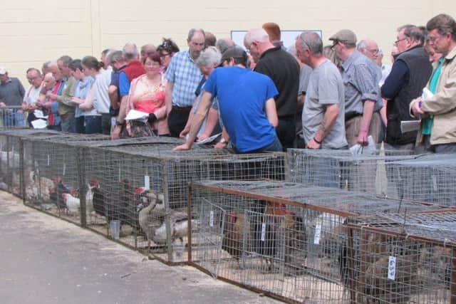 Auctioneers Lawrie and Symingtons Lanark mart welcomed poultry farmers and buyers back to its market this week for the first time since the avian flu restrictions came into force across Scotland in December last year