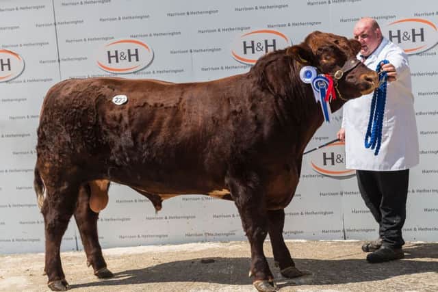 Burnside Jack The Lad, reserve male champion sold for 6,200gns