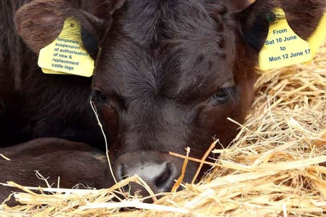 From 12pm on Saturday 10 June 2017 until 9am on Monday 12 June 2017 tag manufacturers will not be able to seek authorisation from DAERA to produce new or replacement cattle tags as the first phase of the new Northern Ireland Food Animal Information System (NIFAIS) database is implemented.