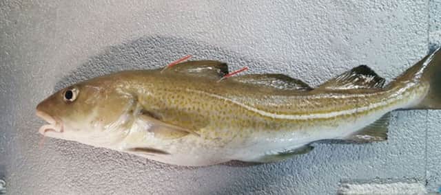 An Irish Sea cod tagged at the front and the back of the first dorsal fin.