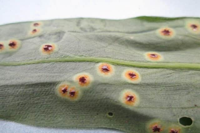 Rust disease on underside of a Sweet William leaf