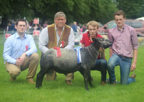 "Orchard Apple Jack", Reserve Blue Texel Champion at Lurgan Show, bred by S & J Redmond, with judges M & J Wright. Â© Nathan Hylands Photography.