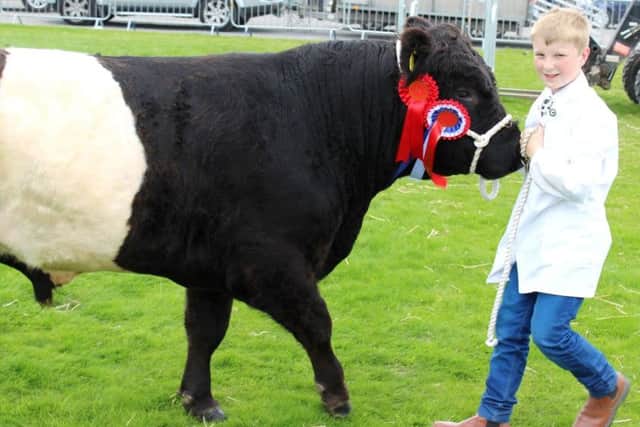 Battle of Wills: David Ruddell, from Lurgan, telling his Belted Galloway bull BenG who's boss at Saintfield Show 2017. David is a grandson of the late Nelson Ruddell