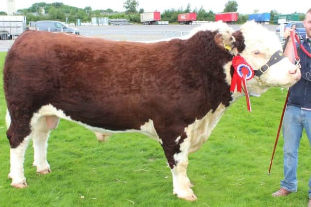 Ciaran Kerr with the Beef Inter-Breed Reserve and Hereford Champion Mullaghdoo 1 Elite at Saintfield Show 2017