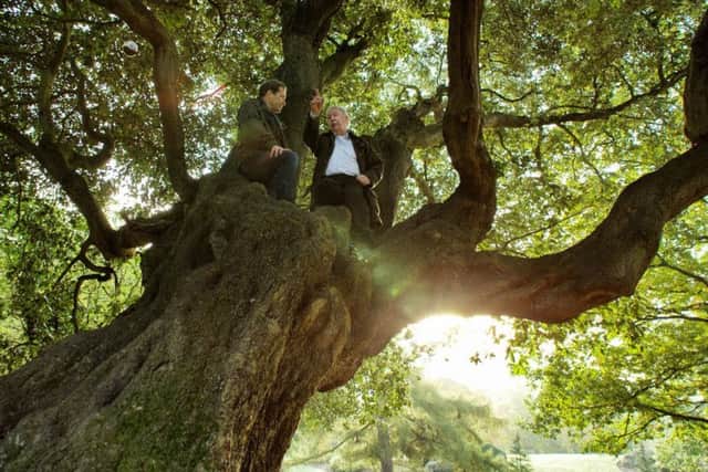 Comedian and actor Ardal OHanlon ascends last years winner: Old Homer, a holm oak at Rostrevors Kilbroney Park.  Photo courtesy of STV Productions