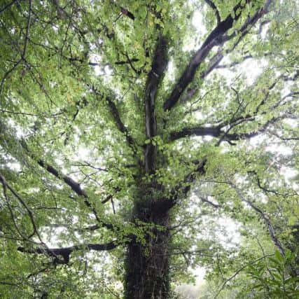 The Great Ardmore Oak, Ardmore, LDerry came runner-up in last years competition.  Photo by Michael Cooper Photography.