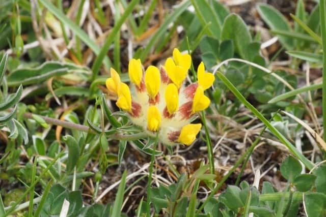 The Kidney Vetch plant which was discovered in Co Fermanagh