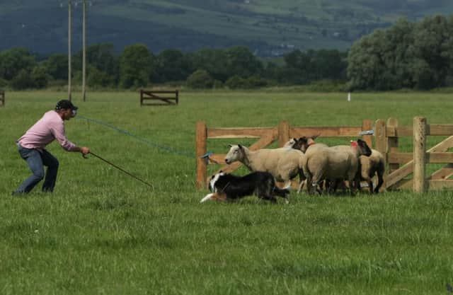 PENNED!. . . David Corrigan his dog Tan put the finishing touches to penning the sheep at the Irish National Sheepdog Trial 2014 at An Grianan Estate, Burt yesterday afternoon. DER3014MC131