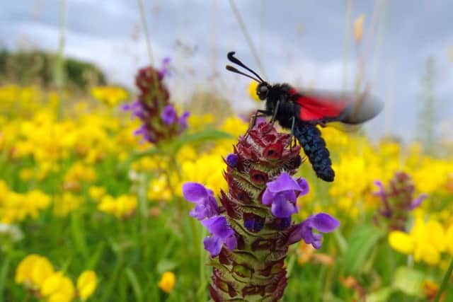 Families are invited to experience a flower-rich meadow on their doorstep at events across the region on Saturday 1 July to celebrate National Meadows Day. Find out more at www.ulsterwildlife.org/whats-on
