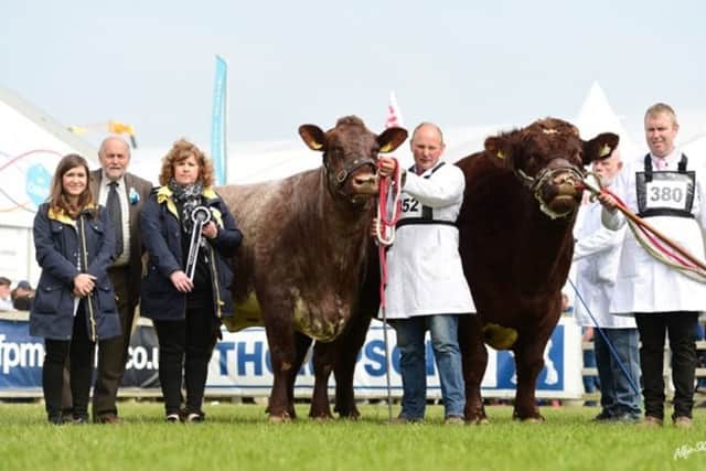 James Porter won the Marks & Spencer Interbreed Pairs with Balgay Flint and Uppermill Gipsy Robyn