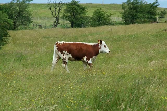 A Moiled cow at Slievenacloy Nature Reserve