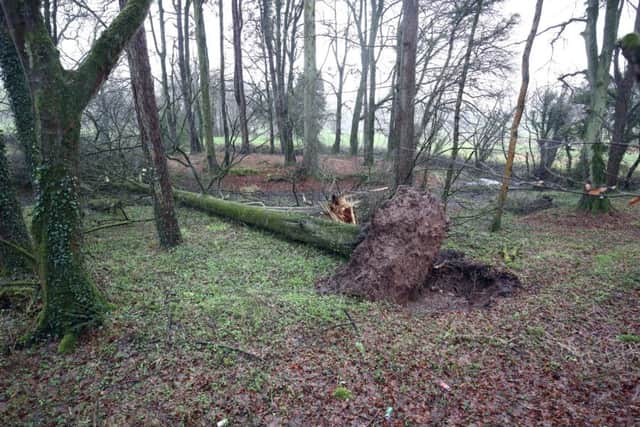 ©Press Eye - Belfast - Northern Ireland - 23rd February 2017
Fallen trees in Tempo Co Fermanagh
Picture by: Press Eye
