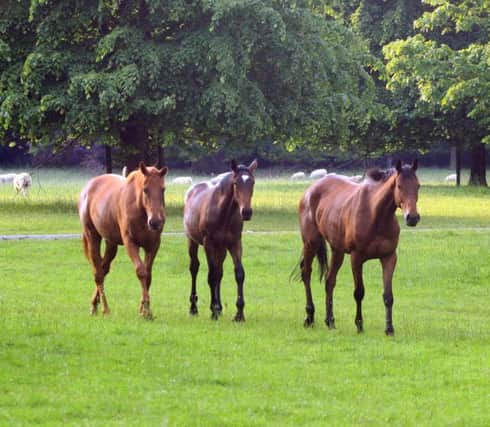 Courses promoting equine welfare and appropriate stable management are available from CAFRE