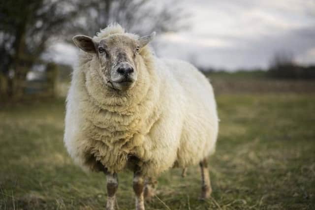 Livestock under threat from Bluetongue virus.