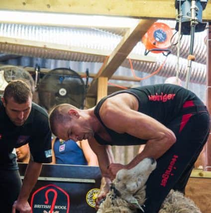 Rowland SmithÂ’s 8-hour shearing World Record attempt. Picture: Emily Fleur Photography