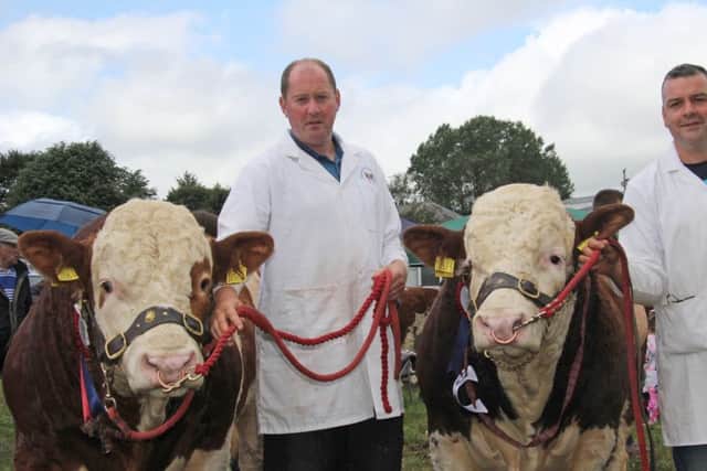 CLOGHER: Qualifiers were Drumacritten Harold and Drumacritten Henry exhibited by George and Keith Nelson, Rosslea. Picture: Julie Hazelton