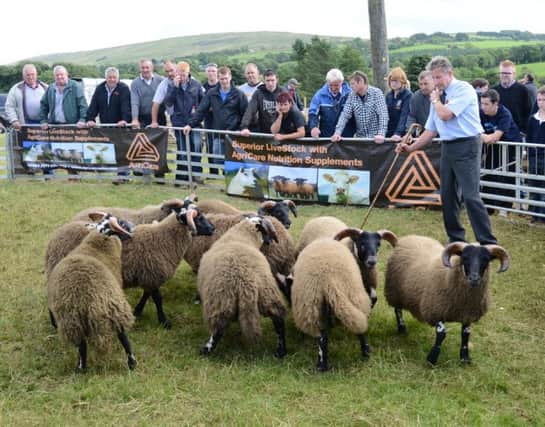 Judging taking place during the Glenelly Sheep Dog Society annual show in Plumbridge.