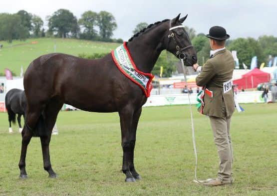 Supreme horse champion, judged by Mr Nicki Henderson. Triple Crown, an in-hand sports horse owned by Martin Wood from Newmarket, Suffolk