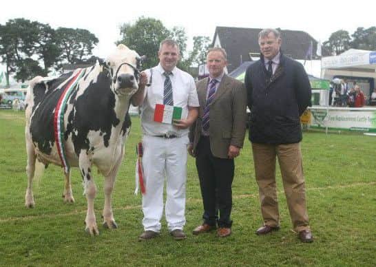 Supreme champion dairy cow, judged by Mr Edward Griffiths. Illsbro Goldwyn Kitty 5, a Holstein cow, in milk, having calved four or more times, owned by Mr A H Wilson and Son from Cardigan, Ceredigion