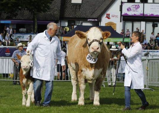 Supreme beef champion, judged by Mr Geoff Riby. Popes Princess Cleo, a Simmental cow owned and bred V H and C G Wood from Preston, Lancashire