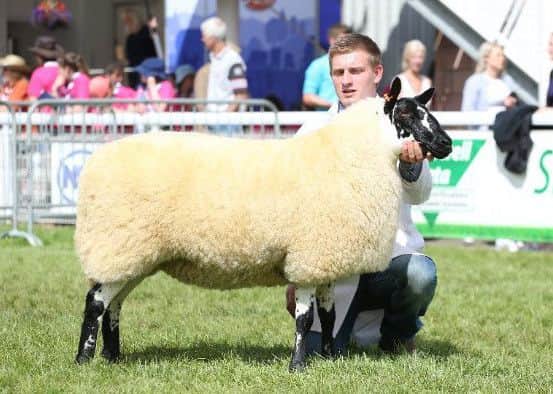 Sheep champion of champions, judged by Mr Jim Aitkin. A Beulah Speckled Face ewe, owned and bred by A D and E E Richards from Pumpsaint, Carmarthenshire