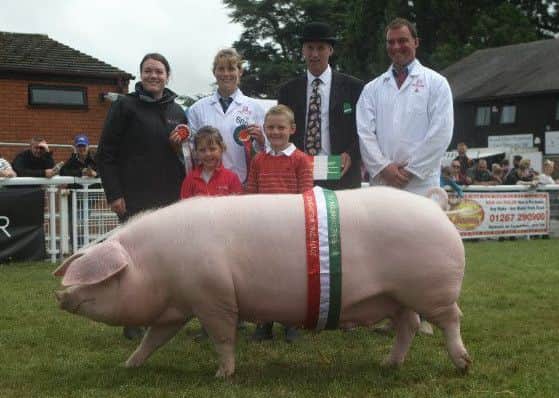 Pig supreme champion, judged by Mr A Warriner. Gwynys Daffodil, a Welsh Pig sow, owned and bred by Mr and Mrs H D and E M Roberts from Llithfaen, Gwynedd