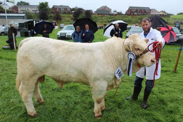 Tom Devine, from Strabane, with his yearling Charolais bull