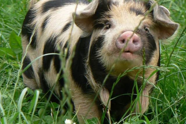 The Kunekune are a New Zealand breed and the smallest domestic breed of pig in the world