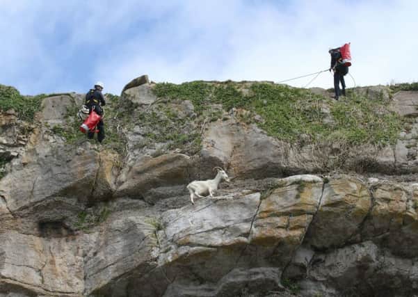 The RSPCA goat rescue in North Wales
