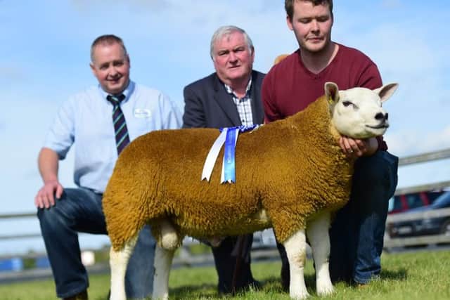 Andrew Fyffe, Fairywater Texels accepts the Fane Valley reserve champion rosette from Fane Valley representative Mark Gilliland and judge Frank Morrison at the NI Texel Breeders Club show and sale at Balmoral Maze.  (Photo by Alfie Shaw Agriimages).