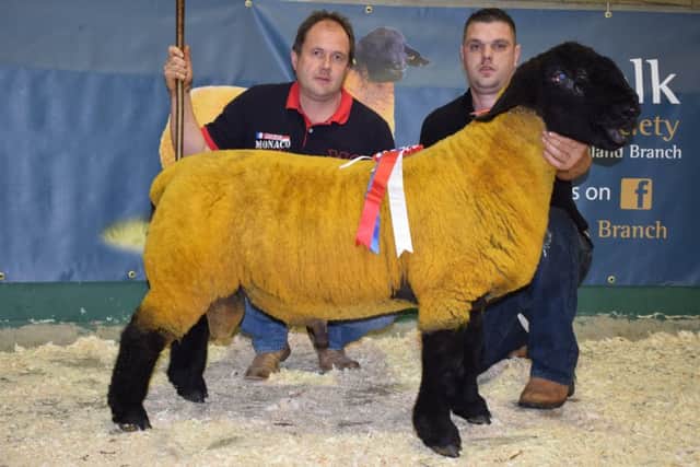 Omagh  1st prize ram lamb & Champion from L&M Liggett with Judge Martin Butler