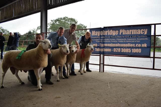 Left to right: 4th to 1st in Shearling Ram Class Seamus Killen, Barry Latimer, Aubrey Bothwell and Catherine Kennedy