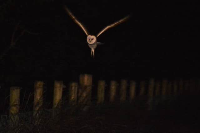 The barn owl which was captured on camera in Co Antrim
