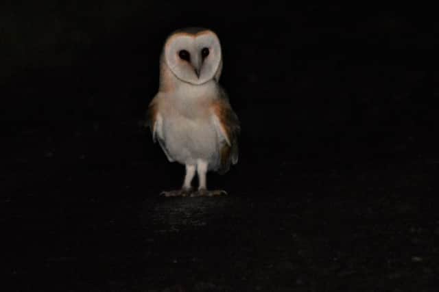 The barn owl which was captured on camera in Co Antrim