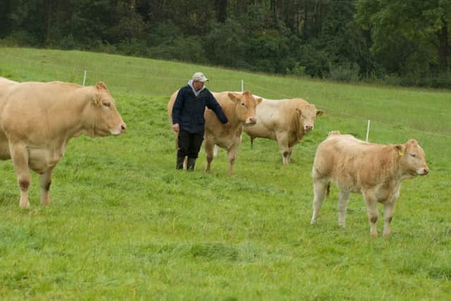 Best small herd: David Gibson checking over some of the Ballygowan Blonde Herd