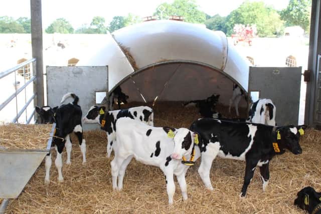 Dairy heifer calves in the igloo accommodation now available to them at Woolfield Farm, Ledbury, Herefordshire