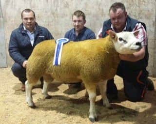 Neil Watson, Findrum Texels, accepts the Bank of Ireland Reserve Championship title for his Shearling Ram exhibit from Richard Primrose, sponsor, and Frank Clewer, judge, at Clogher Show & Sale.