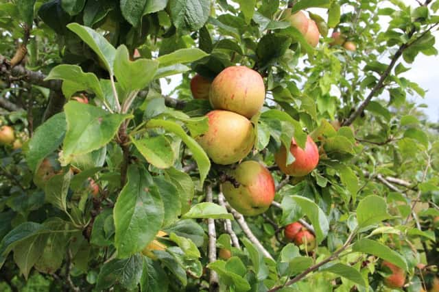 A bramley apple tree