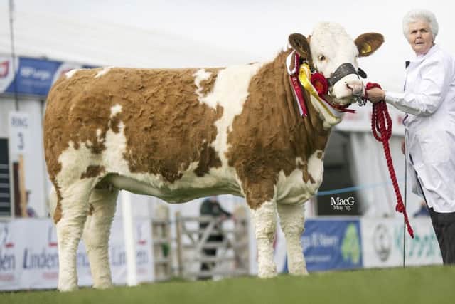 Balmoral 2015 reserve junior champion Woodford Penny, bred by the late Thelma Gorman, sells (lot 27)  with her August born heifer calf at the NI Simmental Club's autumn show and sale in Dungannon. Picture: MacGregor Photography
