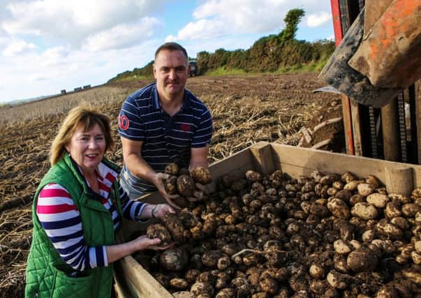 Comber Farmers Market organiser, Deborah Girvan, helps Garth Horner from Horners Farm Shop pick potatoes for Harvest market on Thursday, October 5th
