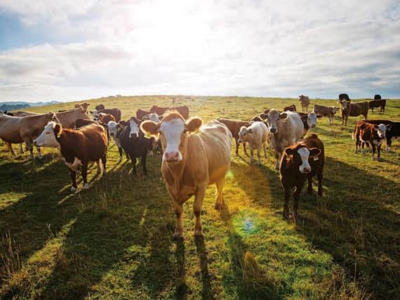 Revenue lost as a result of livestock illness can amount to Â£7500 over a herd of cows