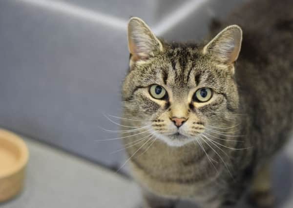Roseanne, a four year old Tabby cat who arrived at Battersea in November 2016. She found a new location in a Winchester stable. In this particular case, the owner wasnt specifically looking for a mouser, but she had previously adopted domestic cats from Battersea and had the space for a rural cat