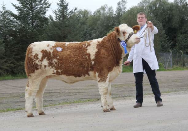 Craig Cowan exhibited the second placed Owenskerry Helga sold for 3,500gns at the NI Simmental Cattle Breeders' Club's autumn show and sale in Dungannon. Picture: Julie Hazelton