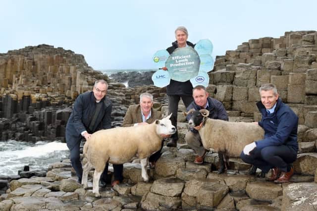 Launch of the Efficient Lamb Production event, at Giant's Causeway. Picture: Cliff Donaldson