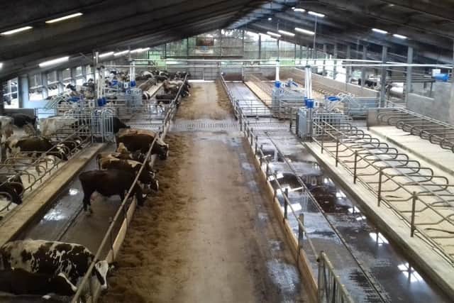 A general view of the innovative  dairy unit for 270 milkers at Myerscough College near Preston in Lancashire, Note the two walk through Hanskamp FeedStations between the water troughs and each row of cubicles.