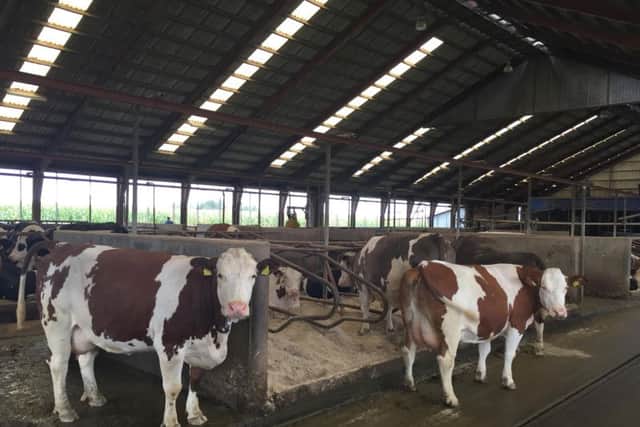 Petro and Ellen Pelgrum from Denmark aim to breed cows with good strength and muscling to sustain high production for numerous lactations. The 180-cow herd is averaging 11,200kgs at 4.27% fat and 3.55% protein with a calving interval of 365 days.